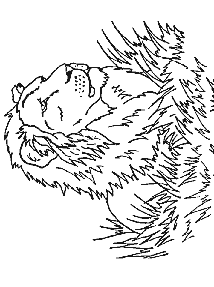 realistic horse coloring pages. Lion-Realistic-coloring