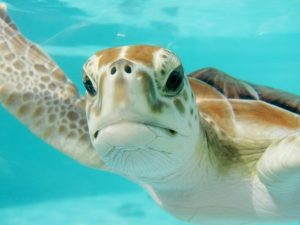 Teaching kids about Marine life with a Summer theme